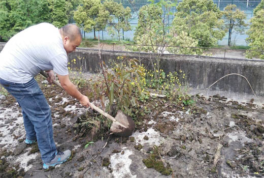 水电保障中心铲除一号高压开关站楼顶泥土确保雨季排水畅通11.jpg