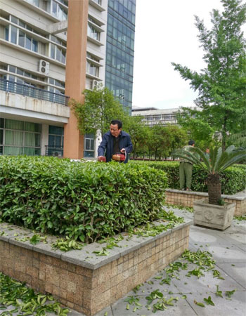 两校区绿化通力协作为校庆 周末修剪犀浦校区绿篱以改善环境11.jpg 两校区绿化通力协作为校庆 周末修剪犀浦校区绿篱以改善环境11.jpg