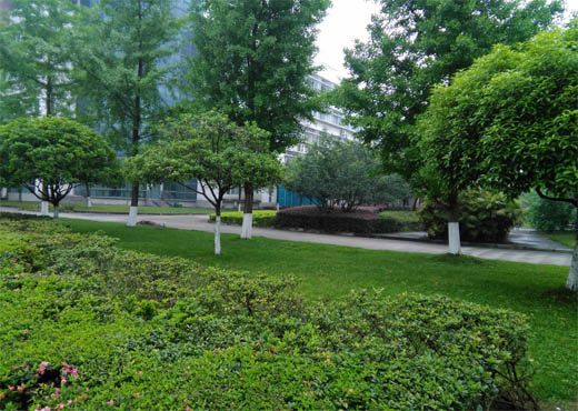 两校区绿化通力协作为校庆 周末修剪犀浦校区绿篱以改善环境33.jpg