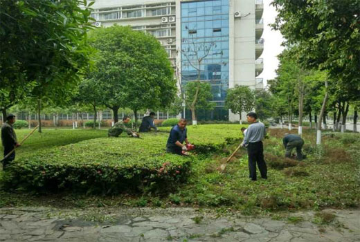 两校区绿化通力协作为校庆 周末修剪犀浦校区绿篱以改善环境2222.jpg 两校区绿化通力协作为校庆 周末修剪犀浦校区绿篱以改善环境2222.jpg